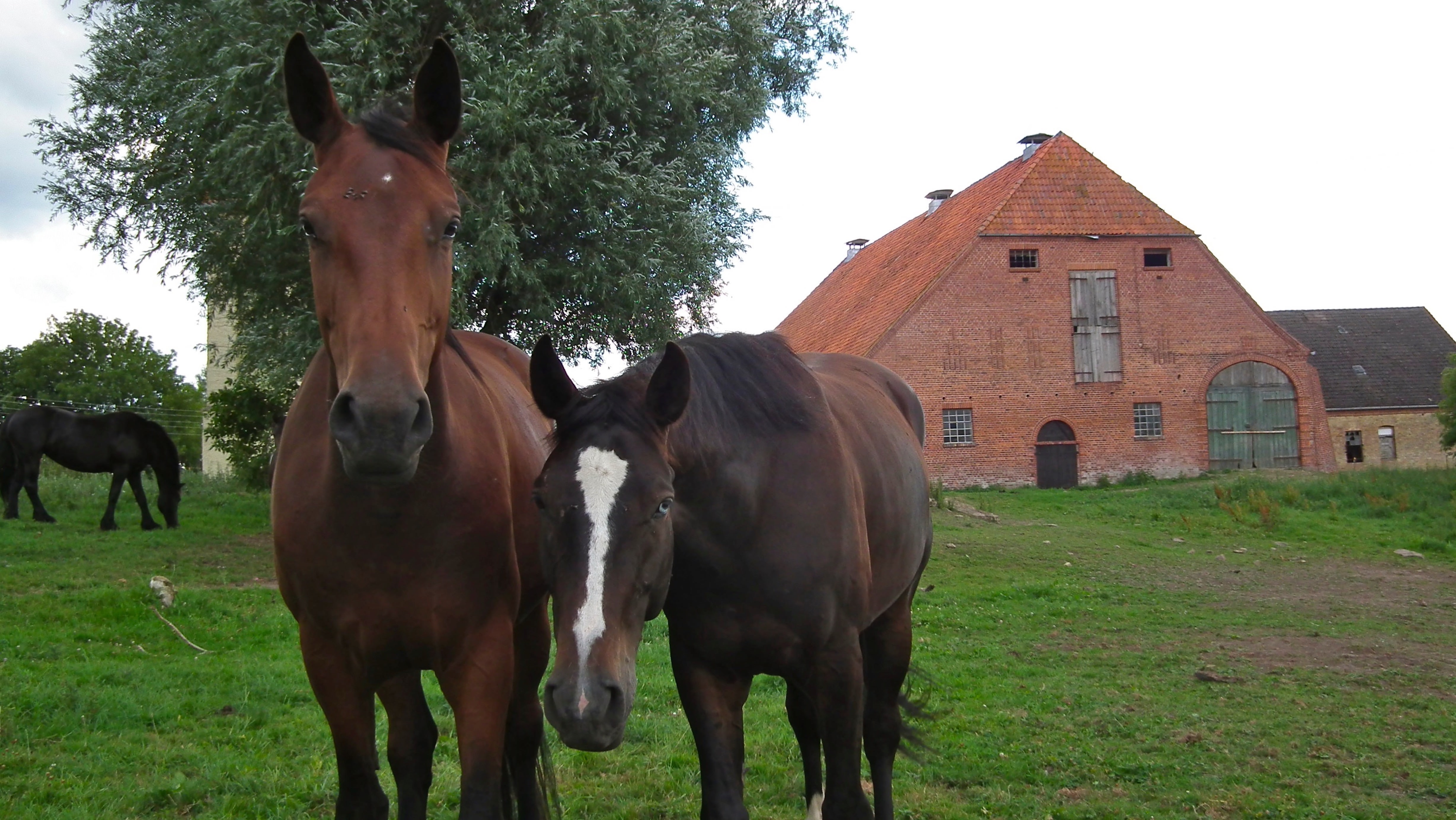 Ein blindes Pferd mi Freund